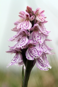 140617 Heath Spotted Orchid Fetlar