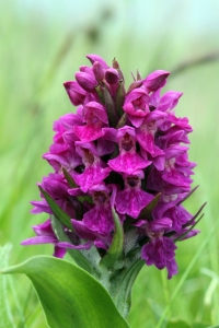 140603 Northern Marsh Orchid Yell blogsize