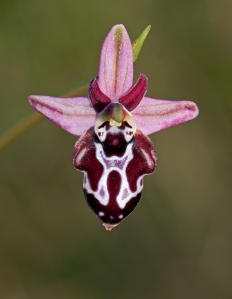 ophrys-cretica-beloniae