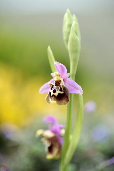AP6I6542 Ophrys halia edit tweetsize
