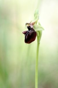 AP6I8375 Ophrys mammosa edit tweetsize